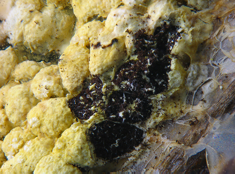 Physarum conglomeratum